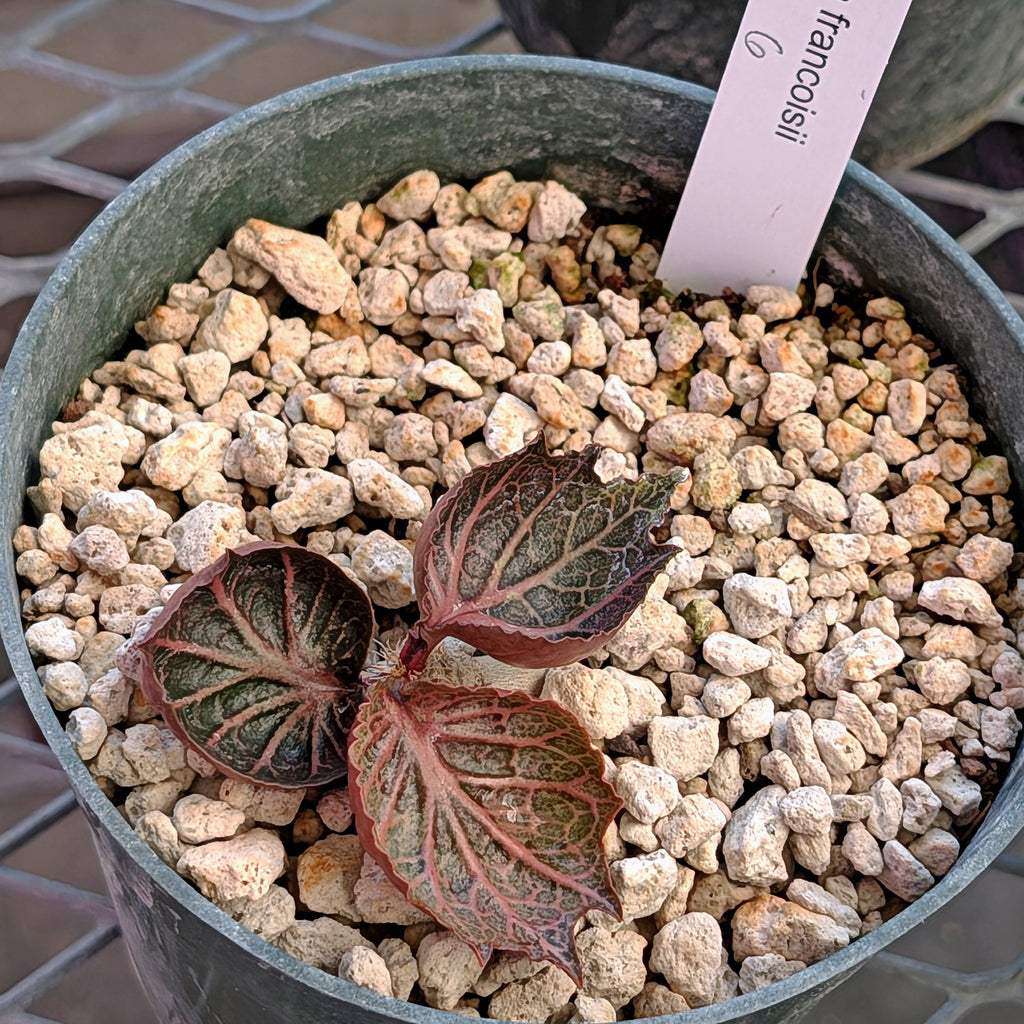 Euphorbia francoisii #6