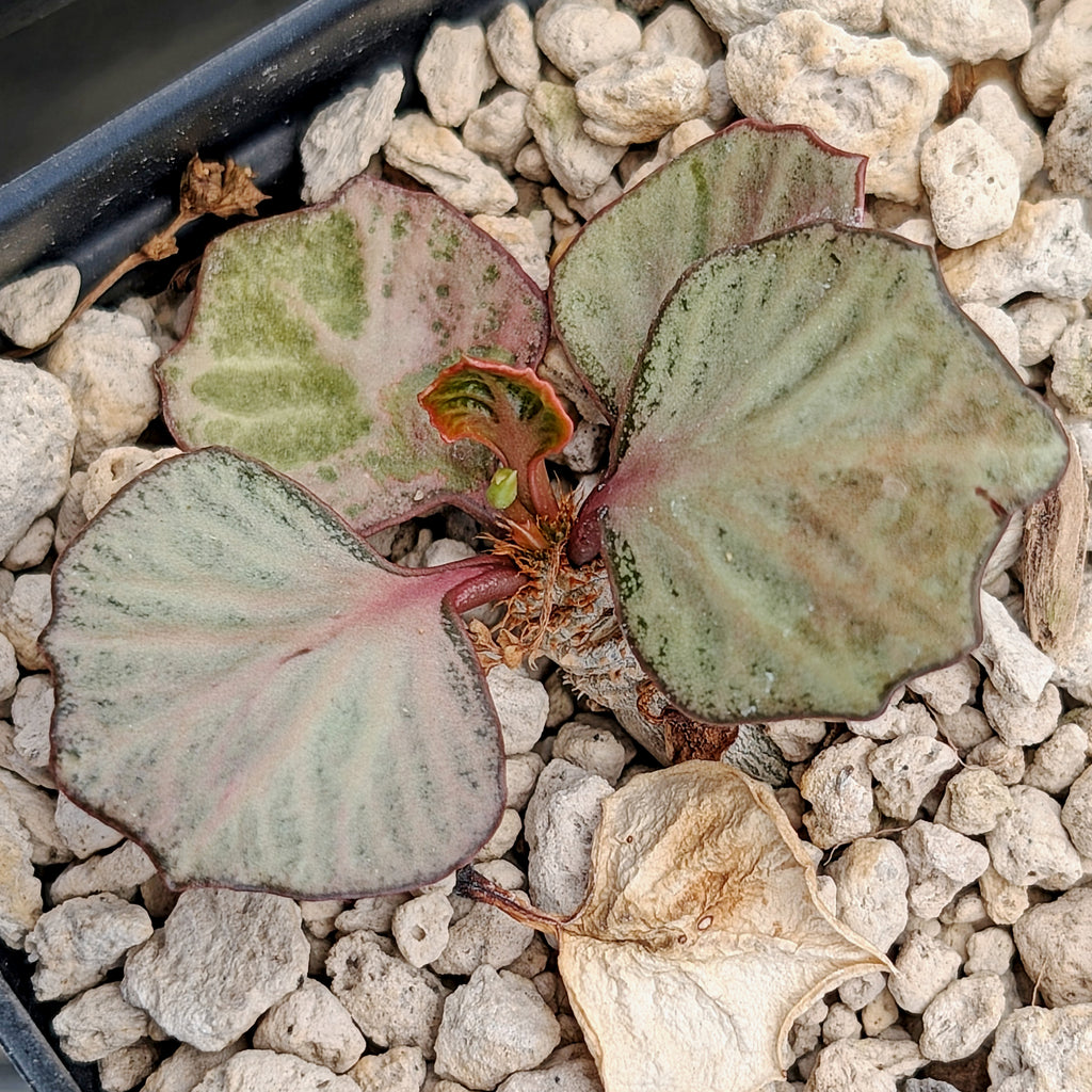 Euphorbia francoisii #6