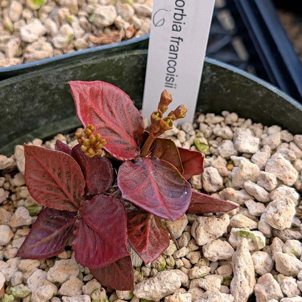 Euphorbia francoisii #6