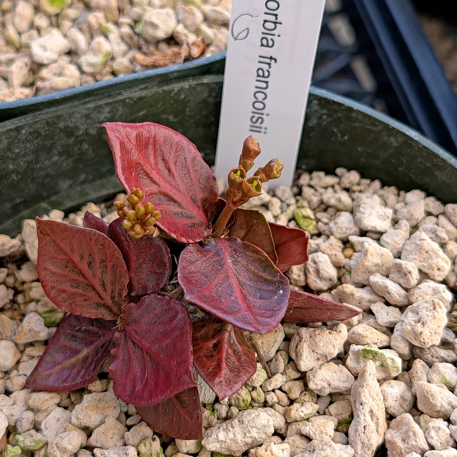 Euphorbia francoisii #6