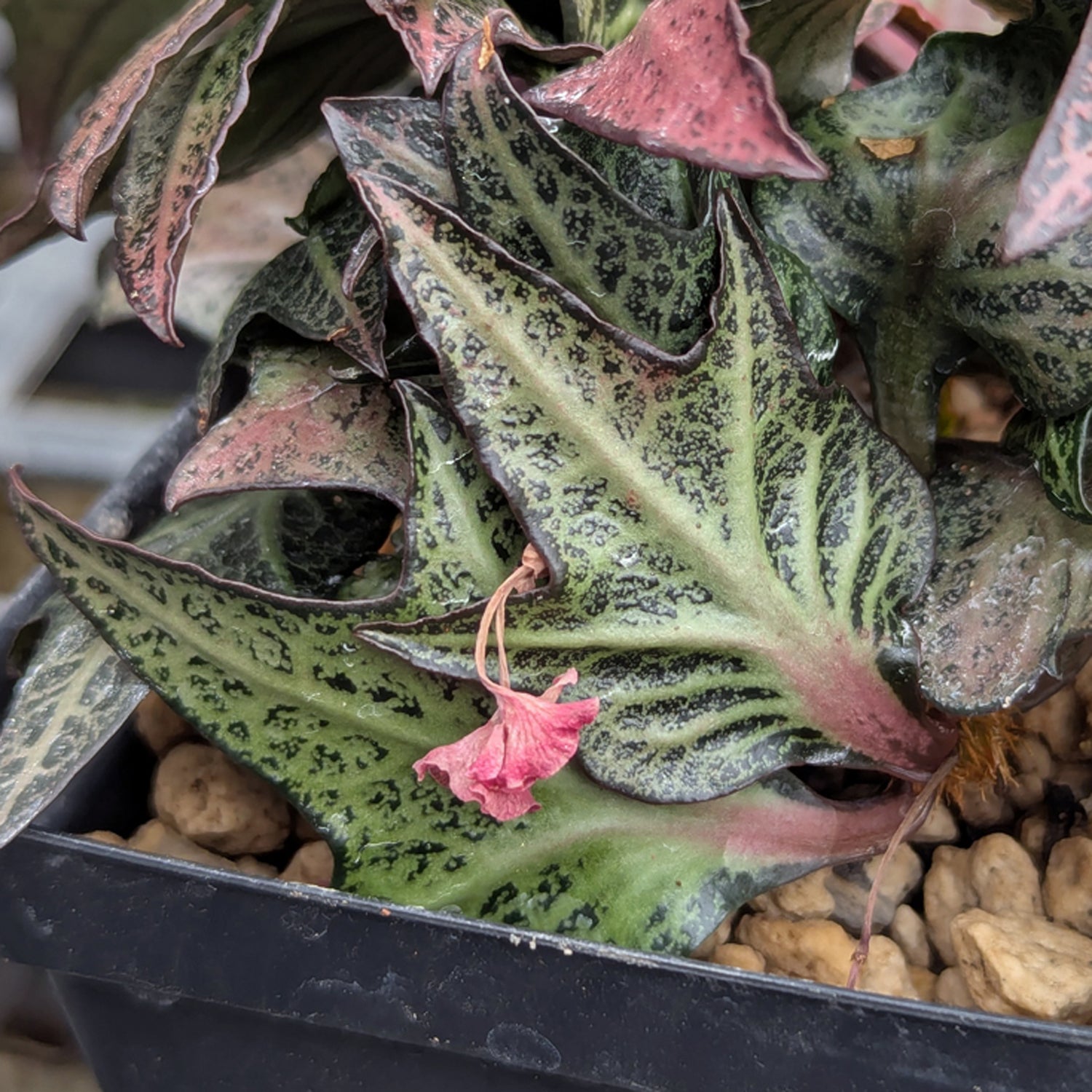 Euphorbia francoisii #6
