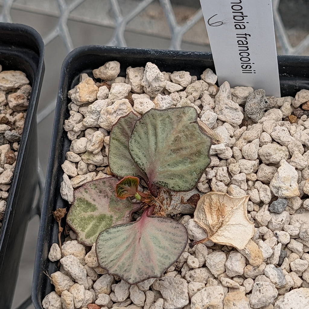 Euphorbia francoisii #6