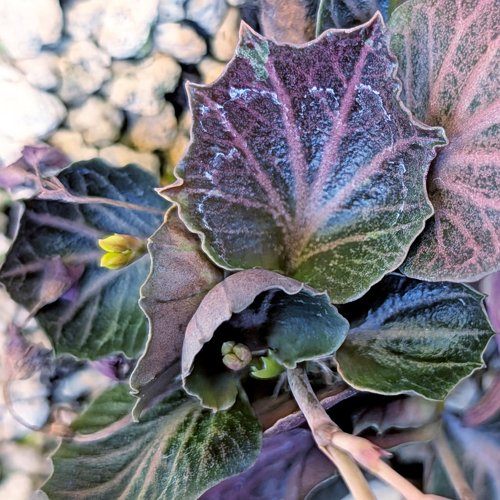 Euphorbia francoisii #7 very unique leaves