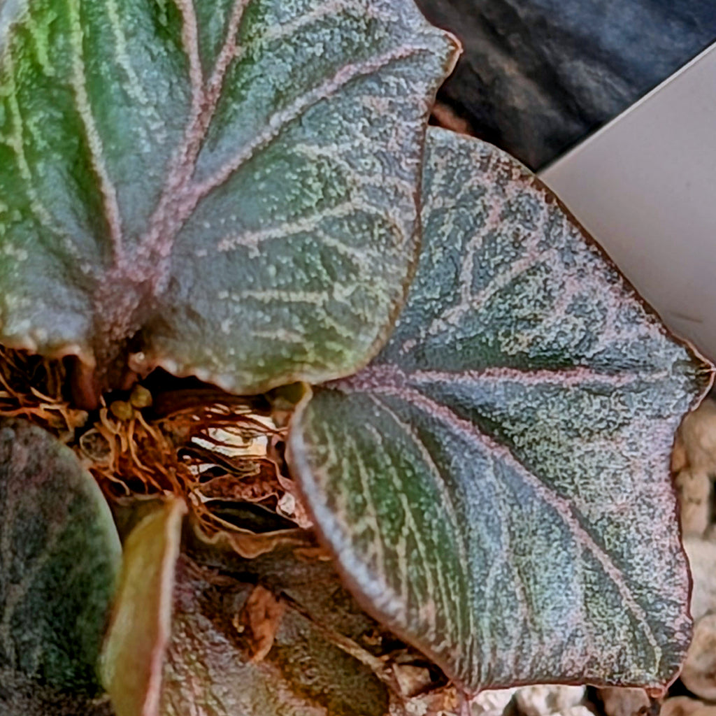Euphorbia francoisii #7