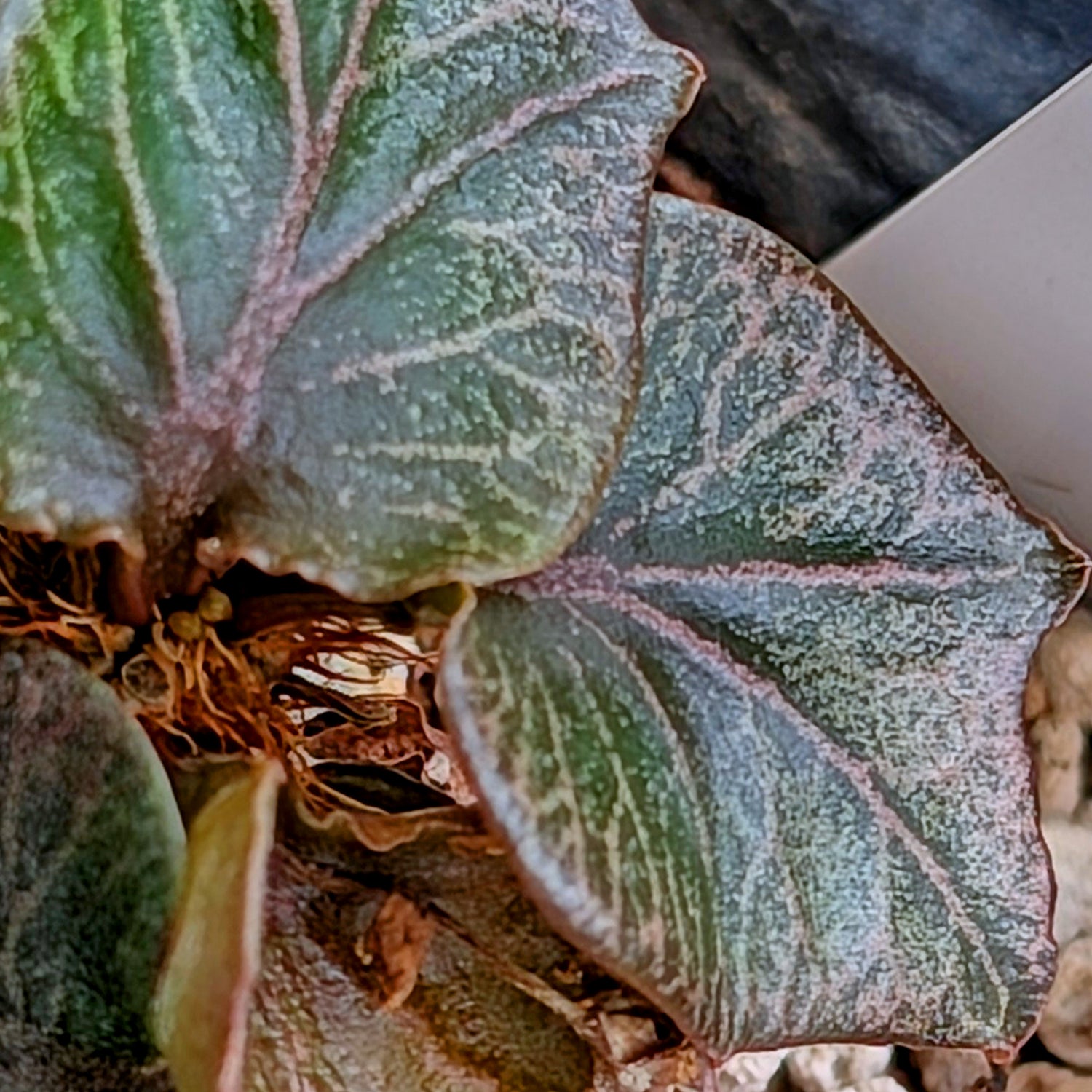 Euphorbia francoisii #7