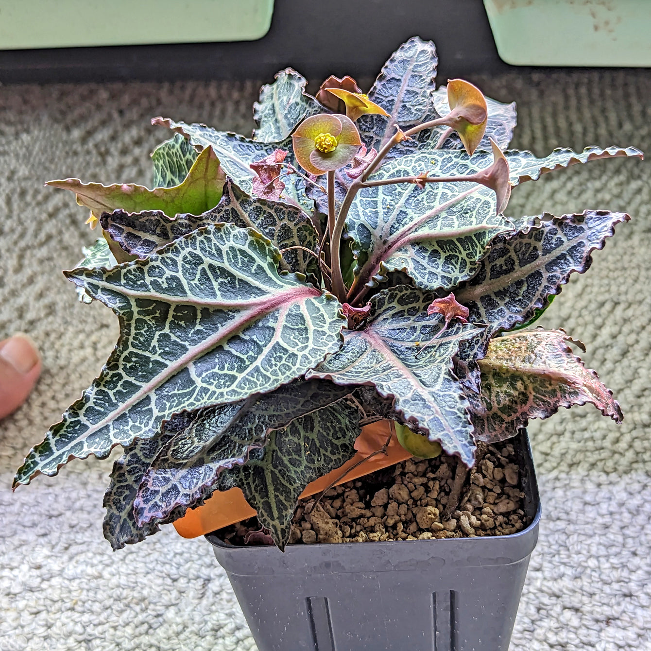 Euphorbia francoisii #7 SOLD OUT