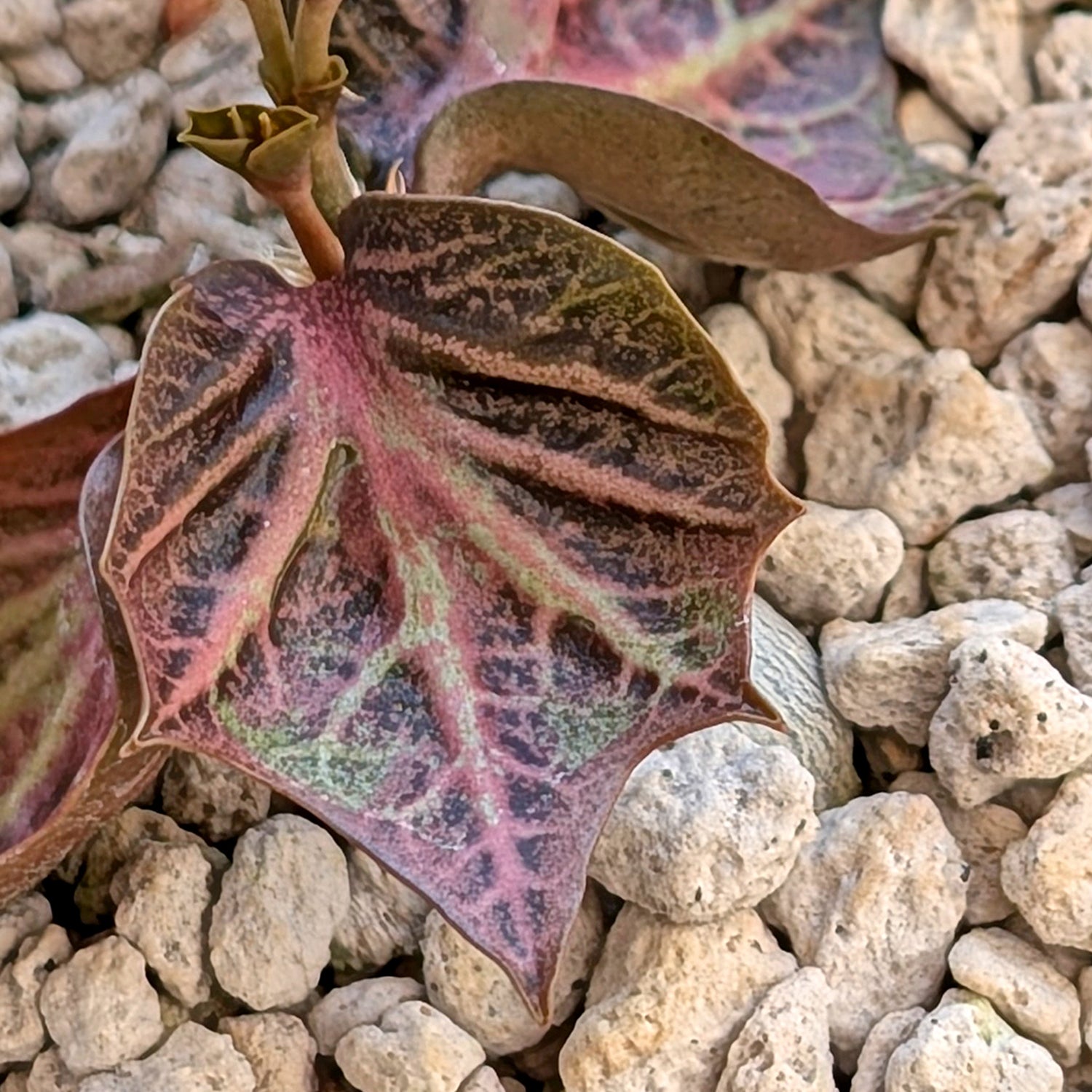 Euphorbia francoisii #7