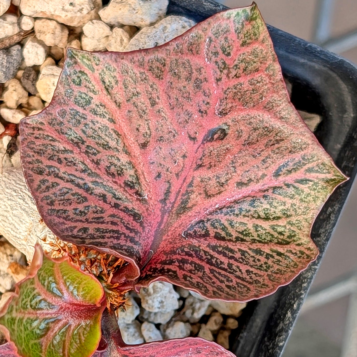 Euphorbia francoisii #7