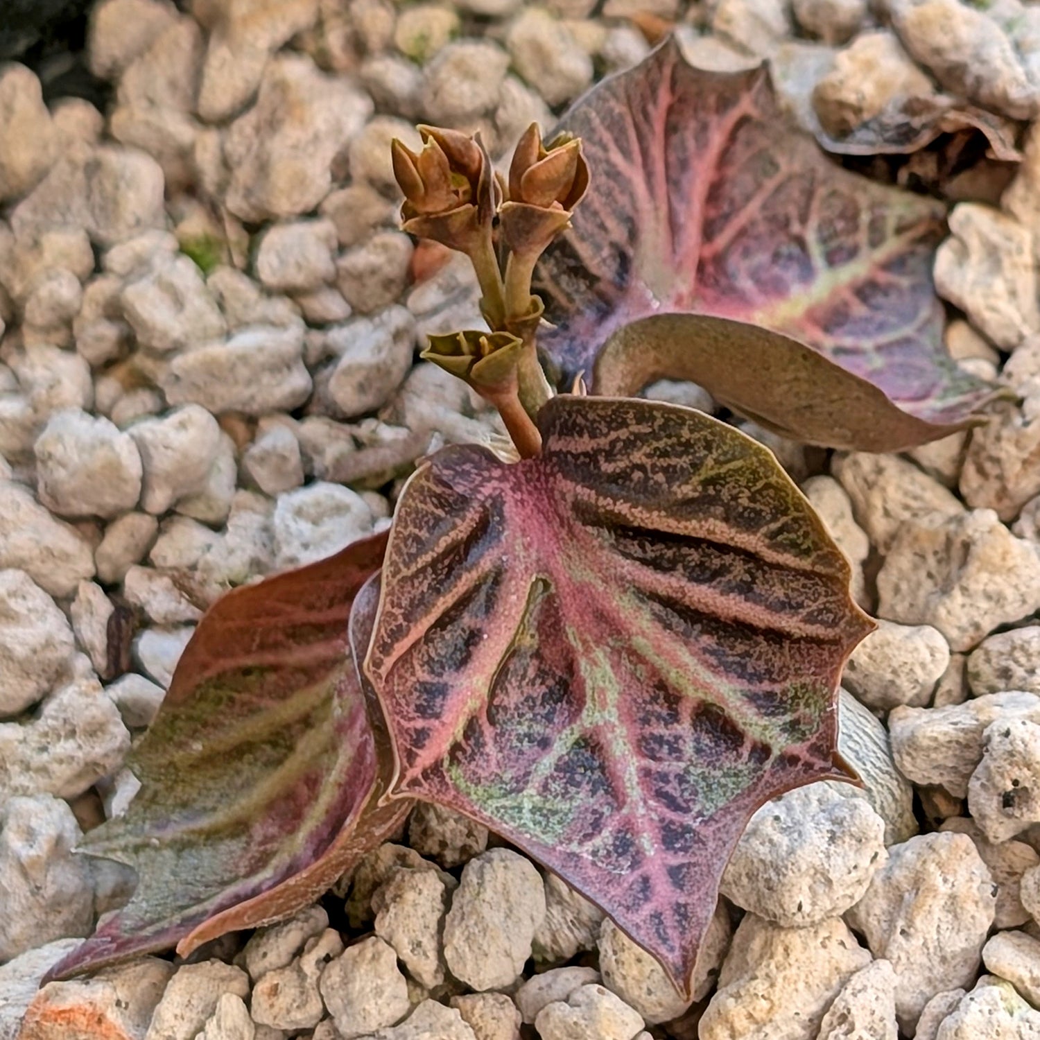 Euphorbia francoisii #7