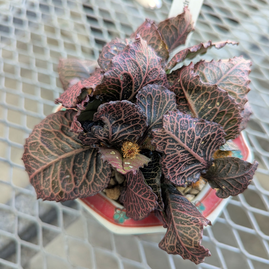 Euphorbia francoisii #7