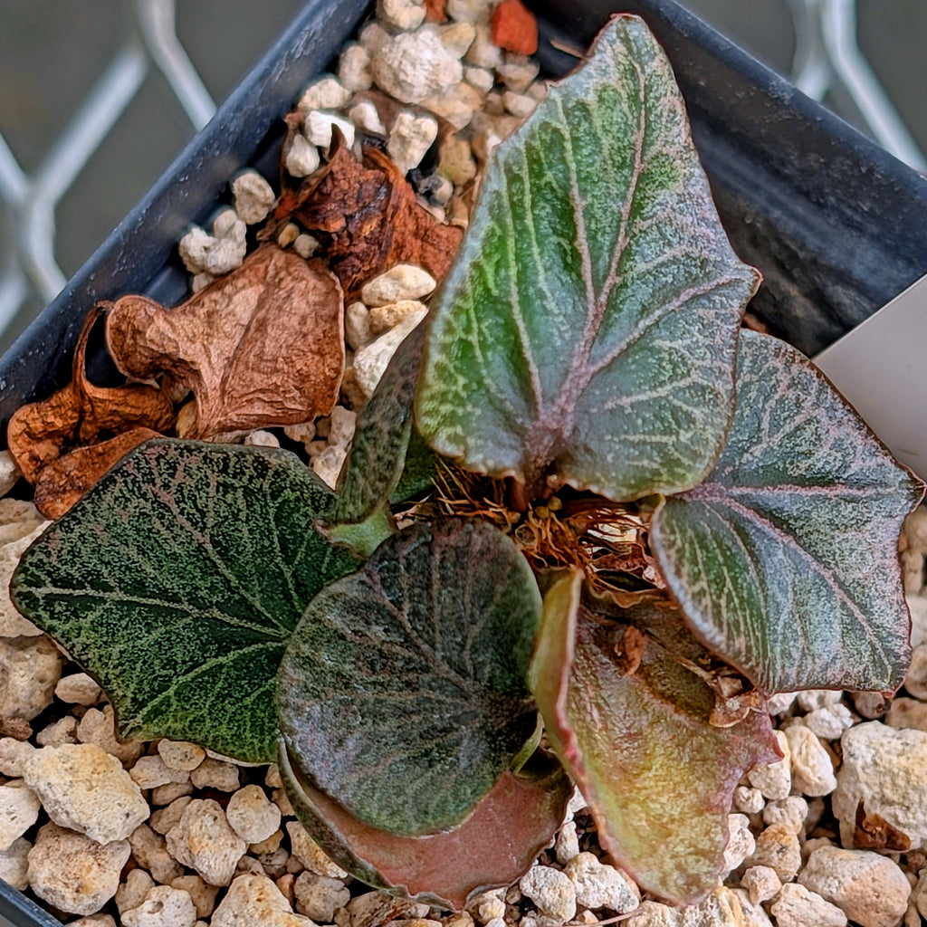 Euphorbia francoisii #7