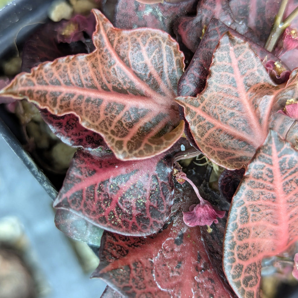 Euphorbia francoisii #7