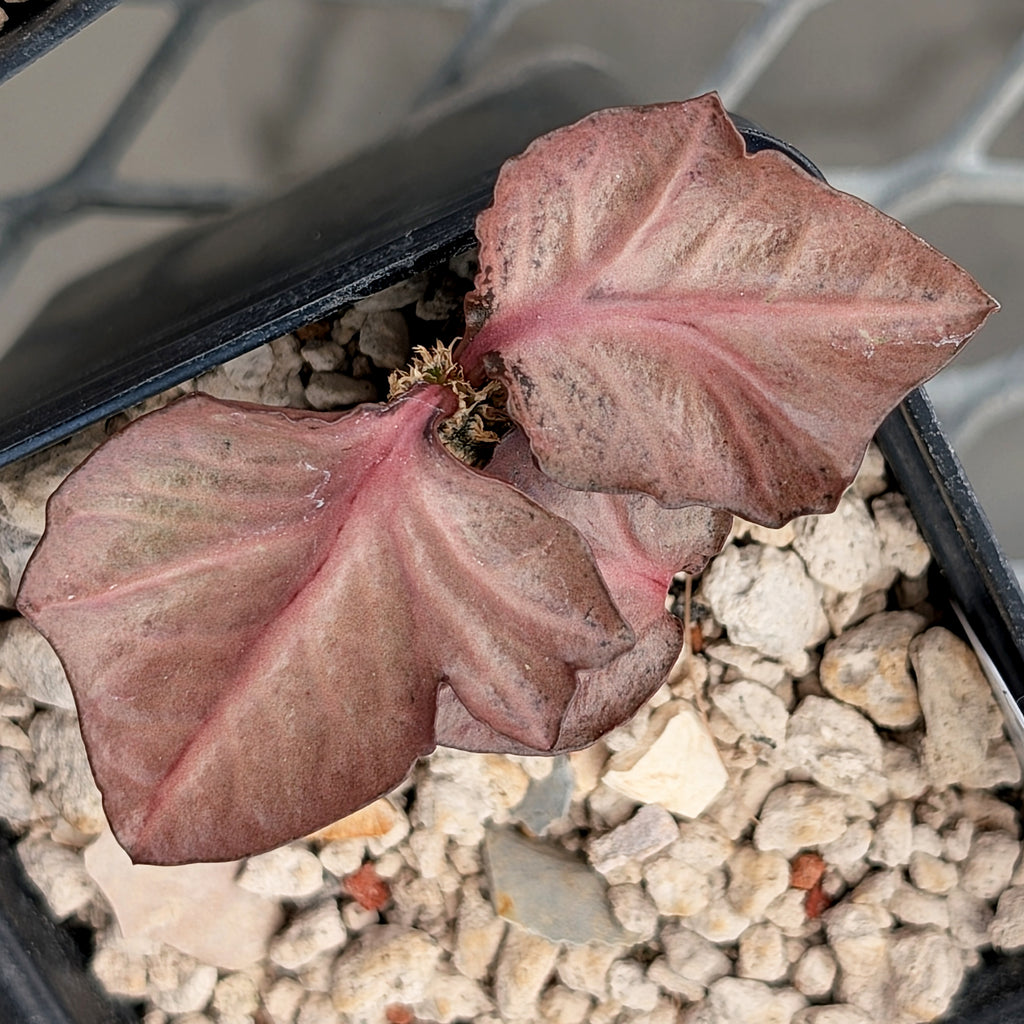 Euphorbia francoisii #7
