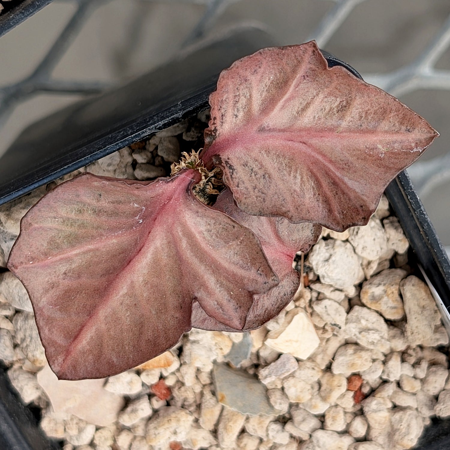 Euphorbia francoisii #7
