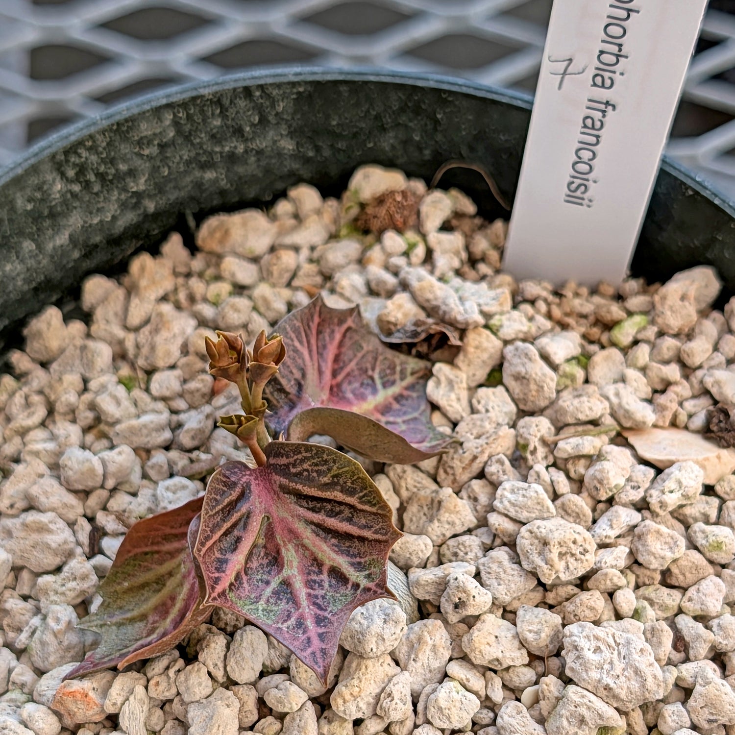 Euphorbia francoisii #7