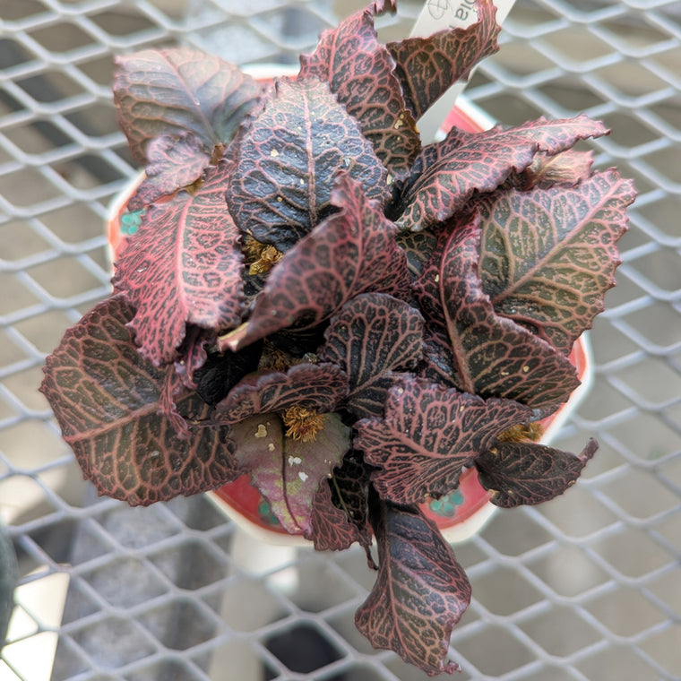 Euphorbia francoisii #7