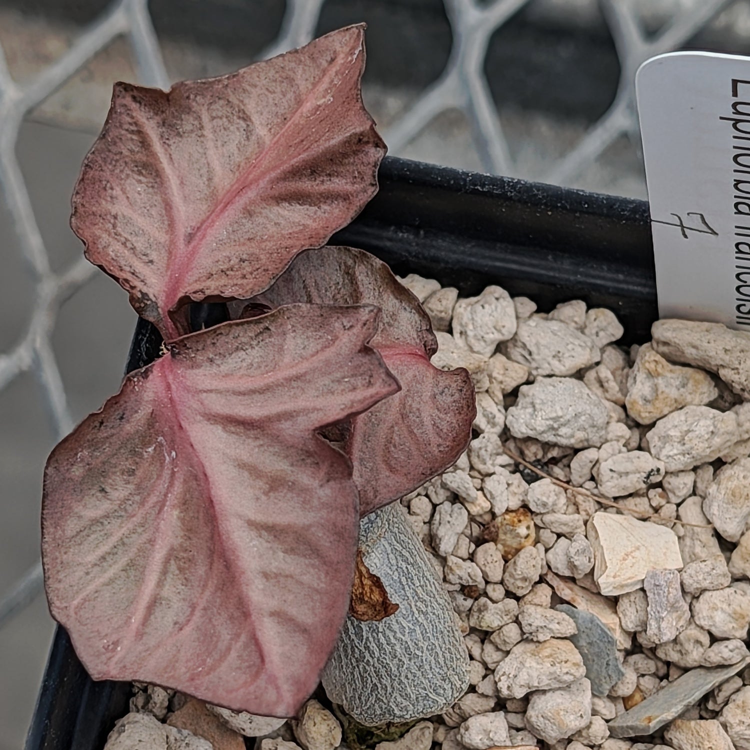 Euphorbia francoisii #7