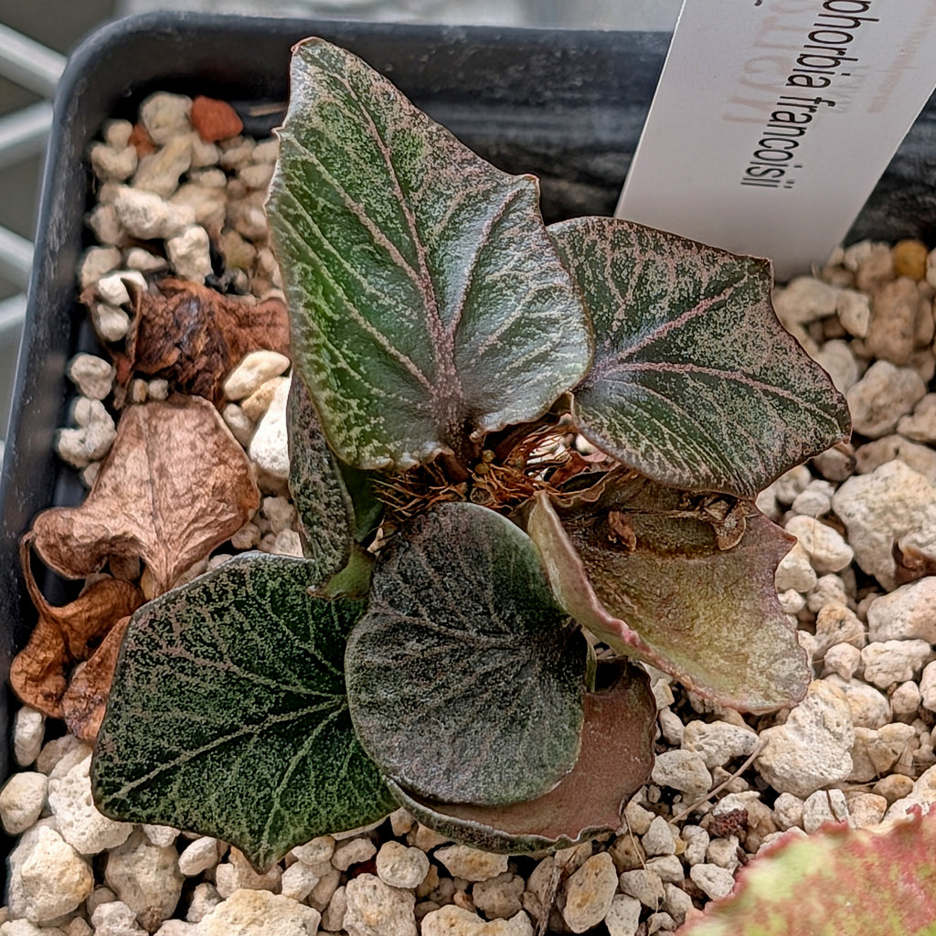 Euphorbia francoisii #7