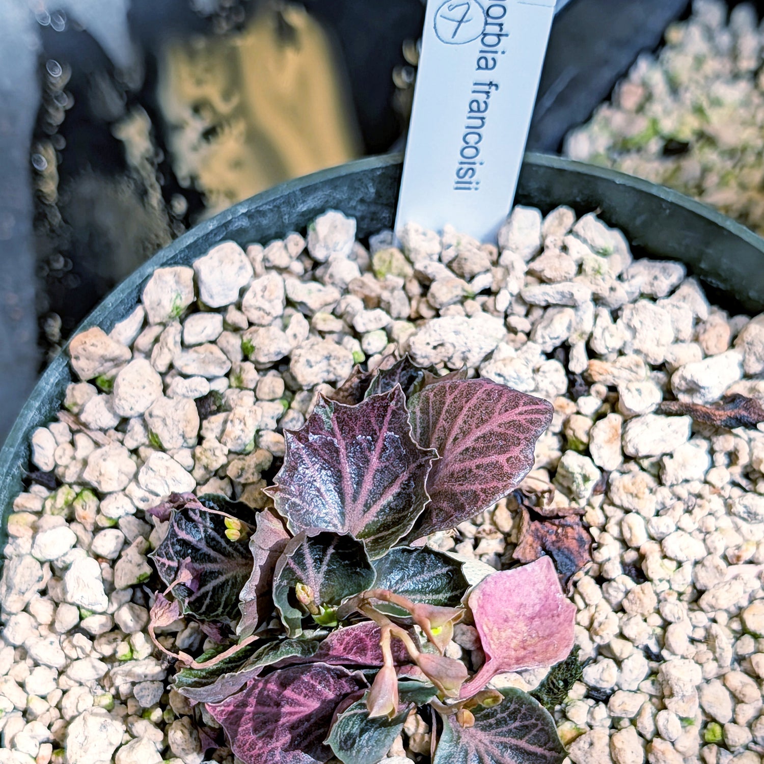 Euphorbia francoisii #7 very unique leaves