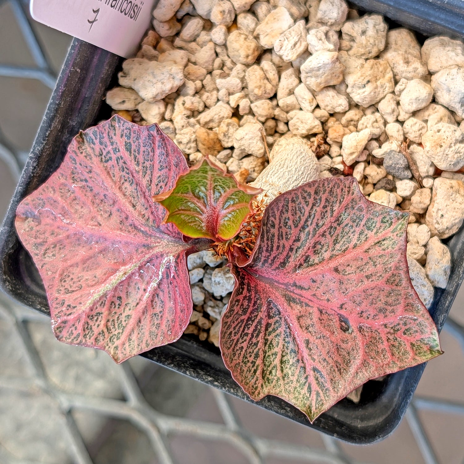 Euphorbia francoisii #7