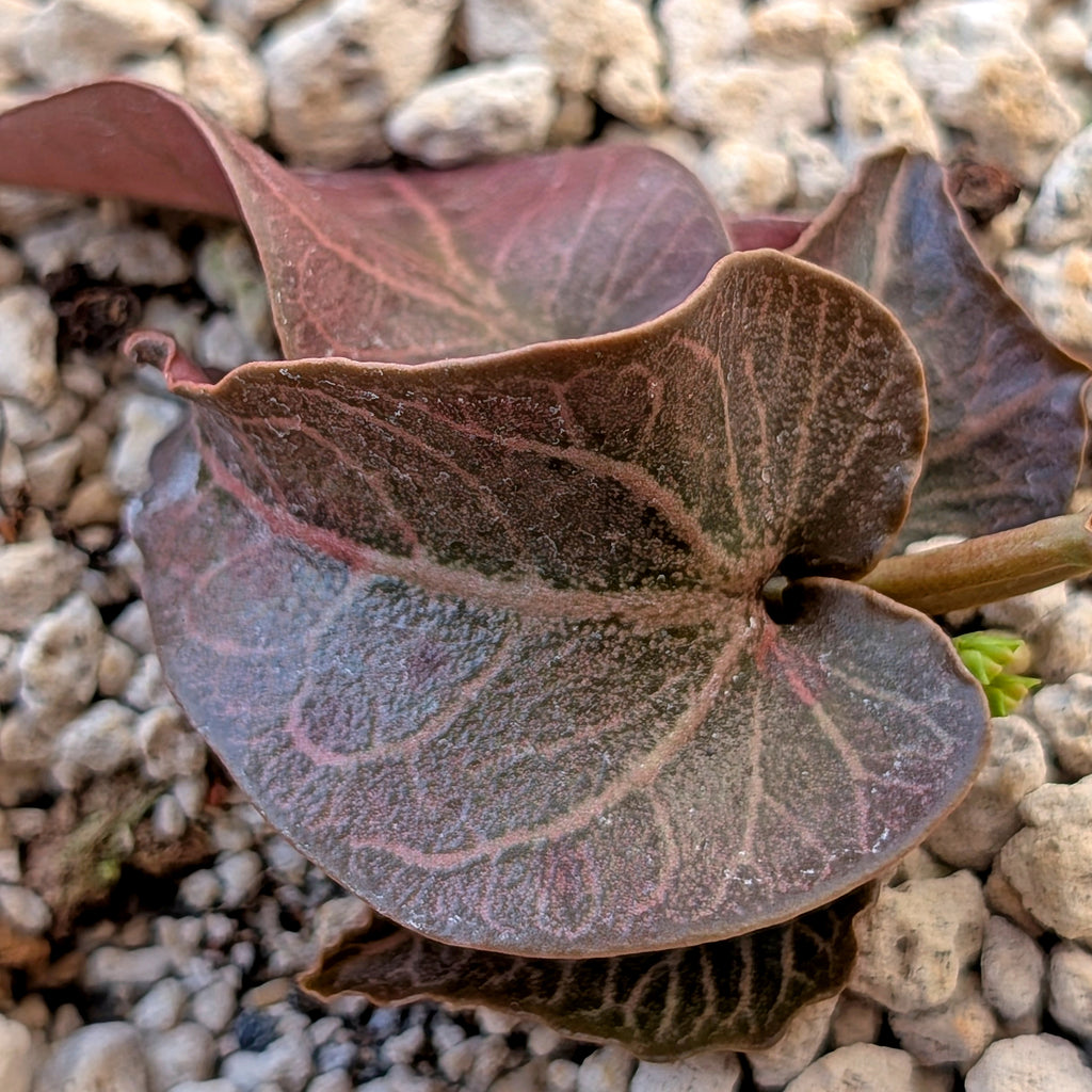 Euphorbia francoisii #8 heart-shaped leaves