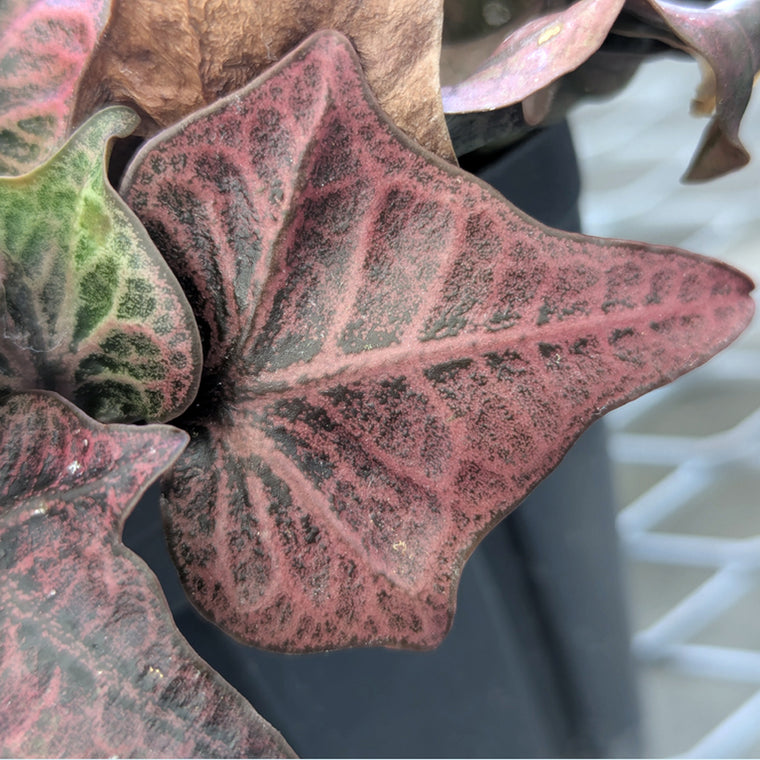 Euphorbia francoisii #8