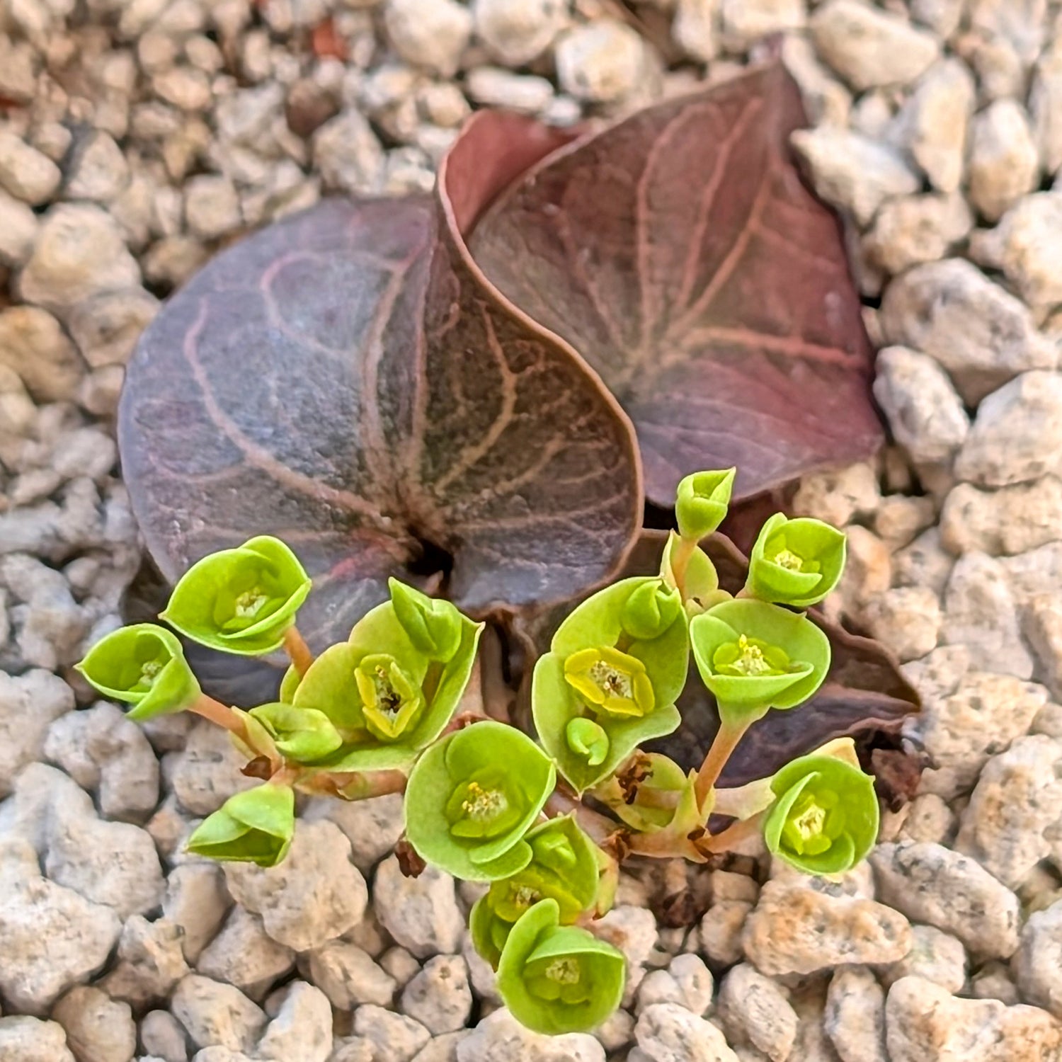 Euphorbia francoisii #8 heart-shaped leaves