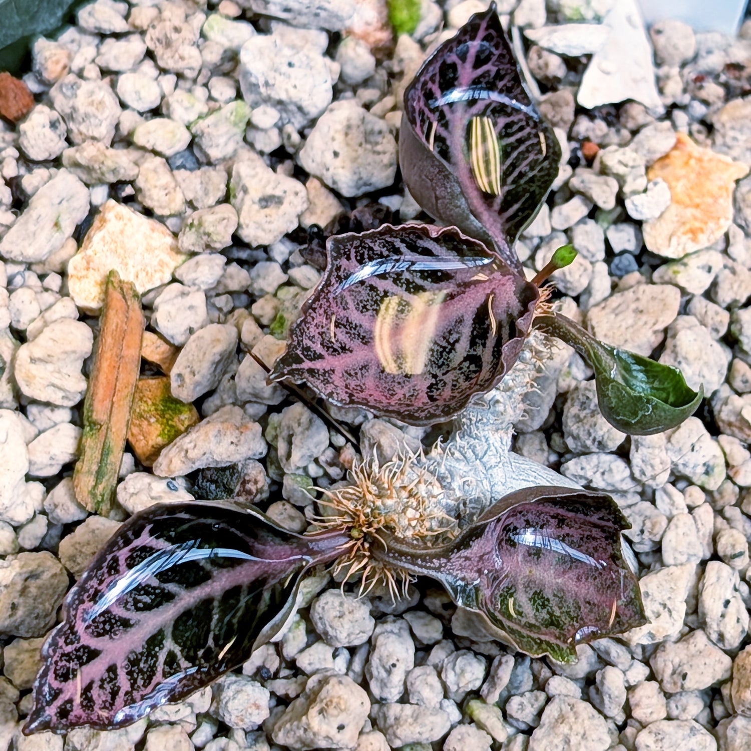 Euphorbia francoisii #8 cup shaped leaves