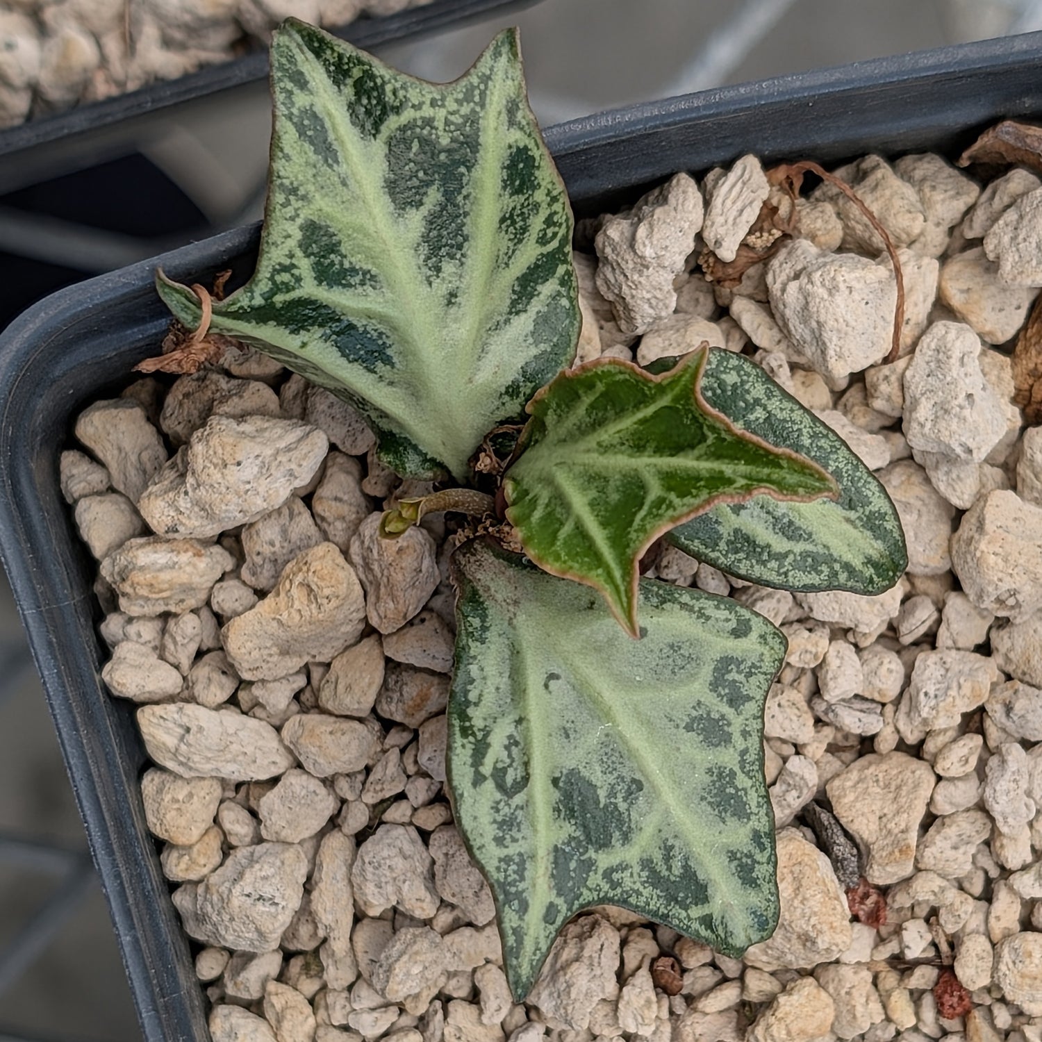 Euphorbia francoisii #8
