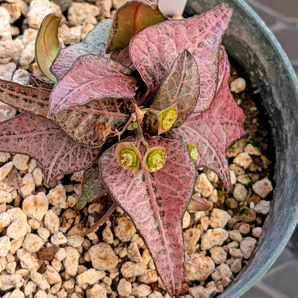 Euphorbia francoisii #8