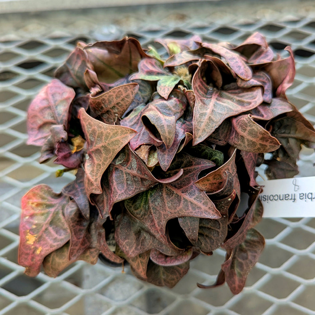 Euphorbia francoisii #8