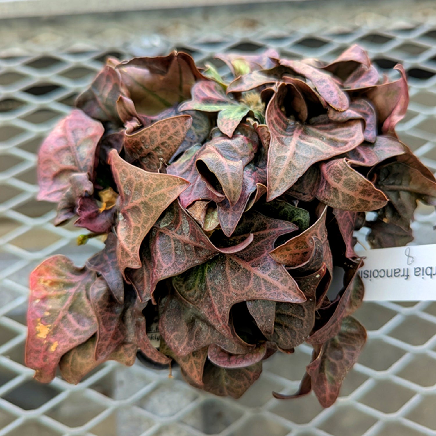 Euphorbia francoisii #8