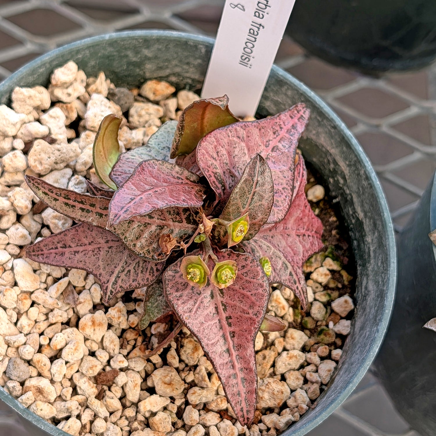 Euphorbia francoisii #8