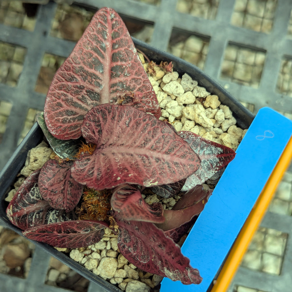 Euphorbia francoisii #8