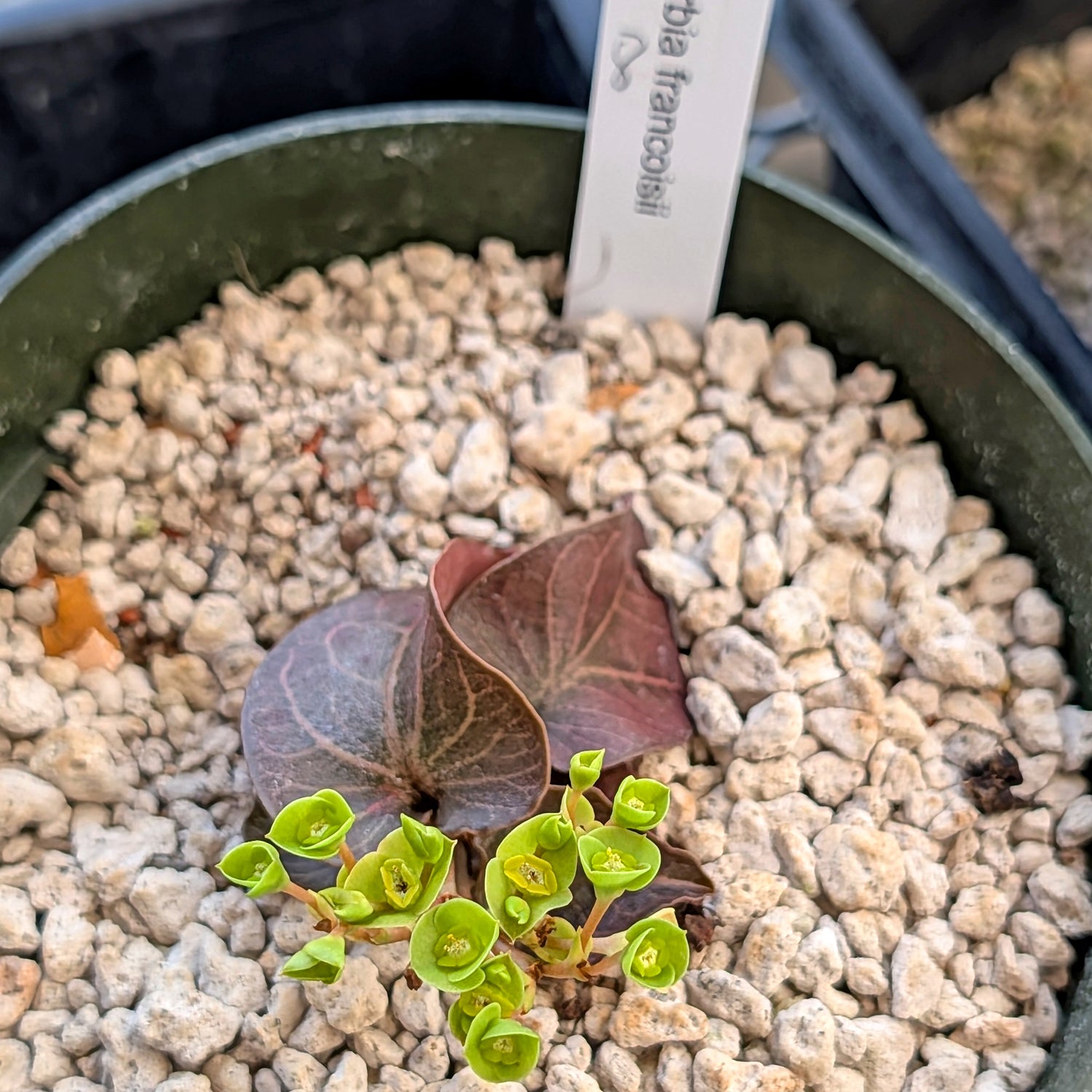 Euphorbia francoisii #8 heart-shaped leaves