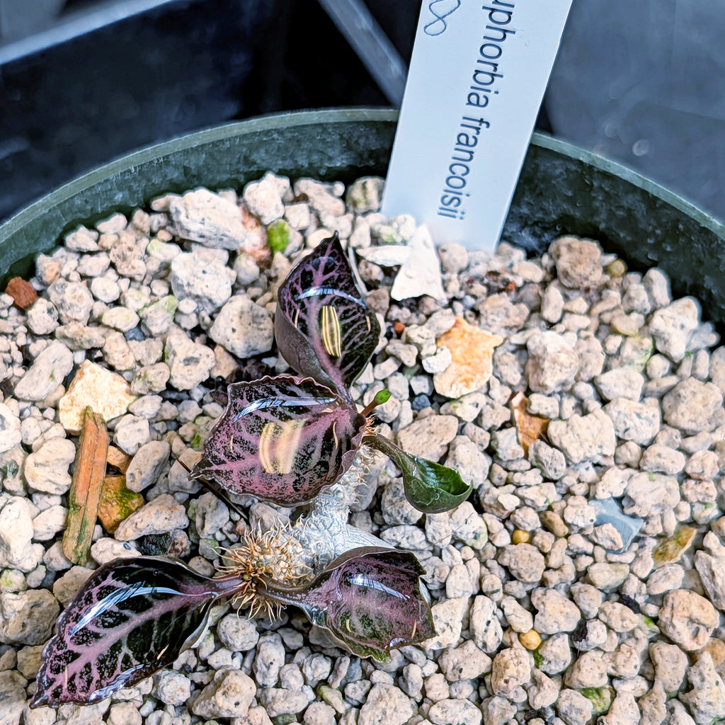 Euphorbia francoisii #8 cup shaped leaves