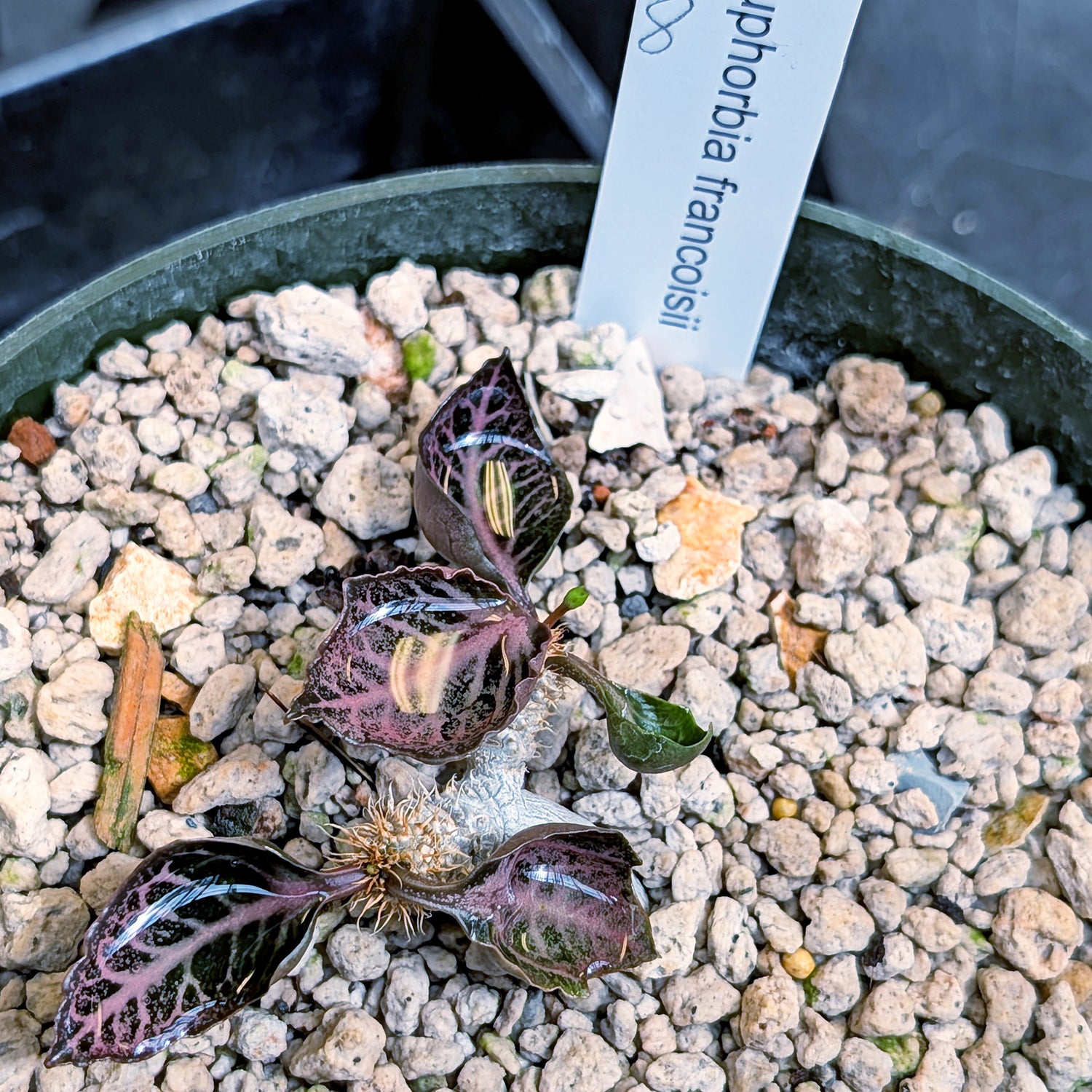 Euphorbia francoisii #8 cup shaped leaves