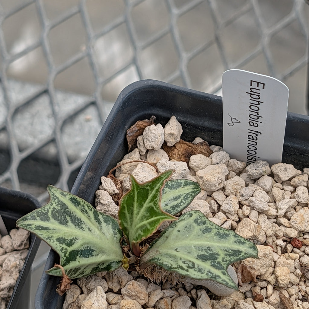 Euphorbia francoisii #8
