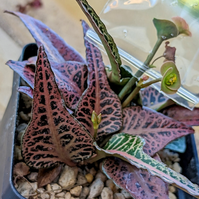 Euphorbia francoisii #80