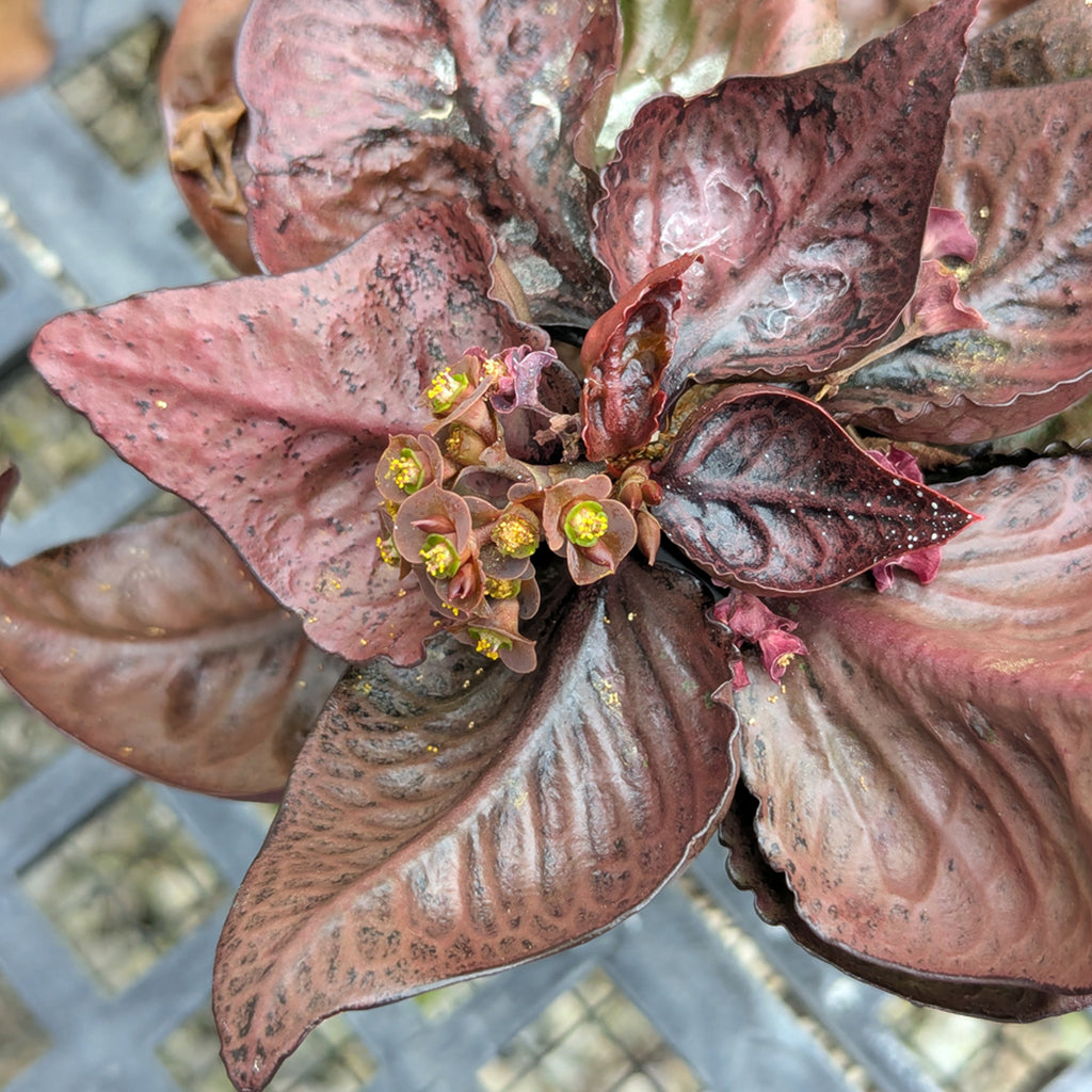 Euphorbia francoisii #9