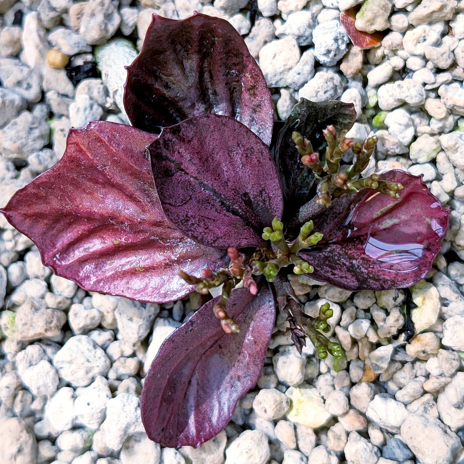 Euphorbia francoisii #9