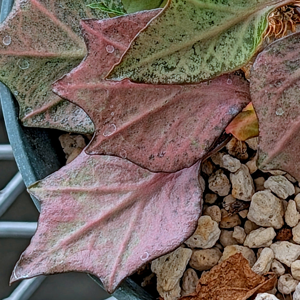 Euphorbia francoisii #9