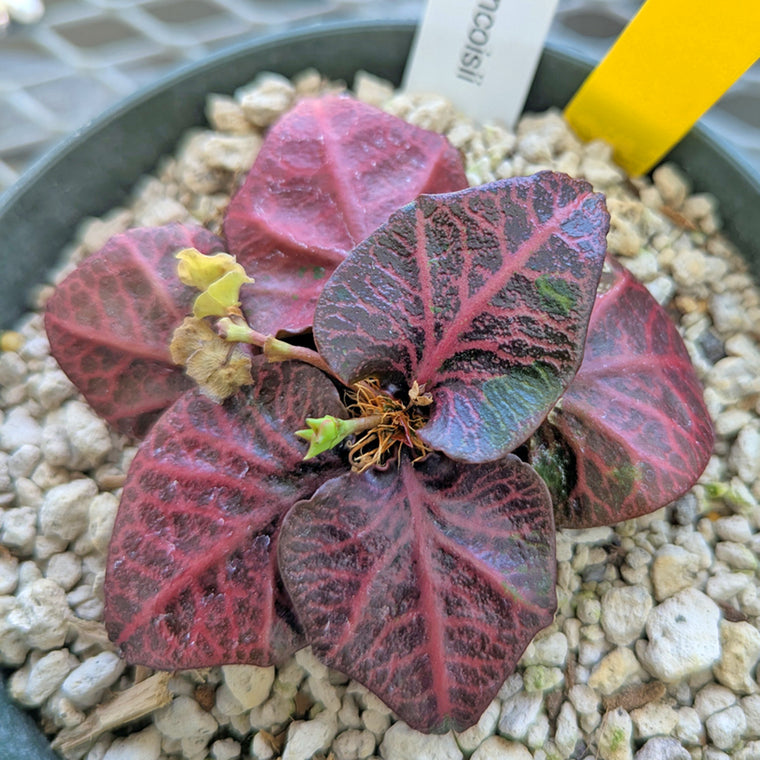 Euphorbia francoisii #9 4N tetraploid