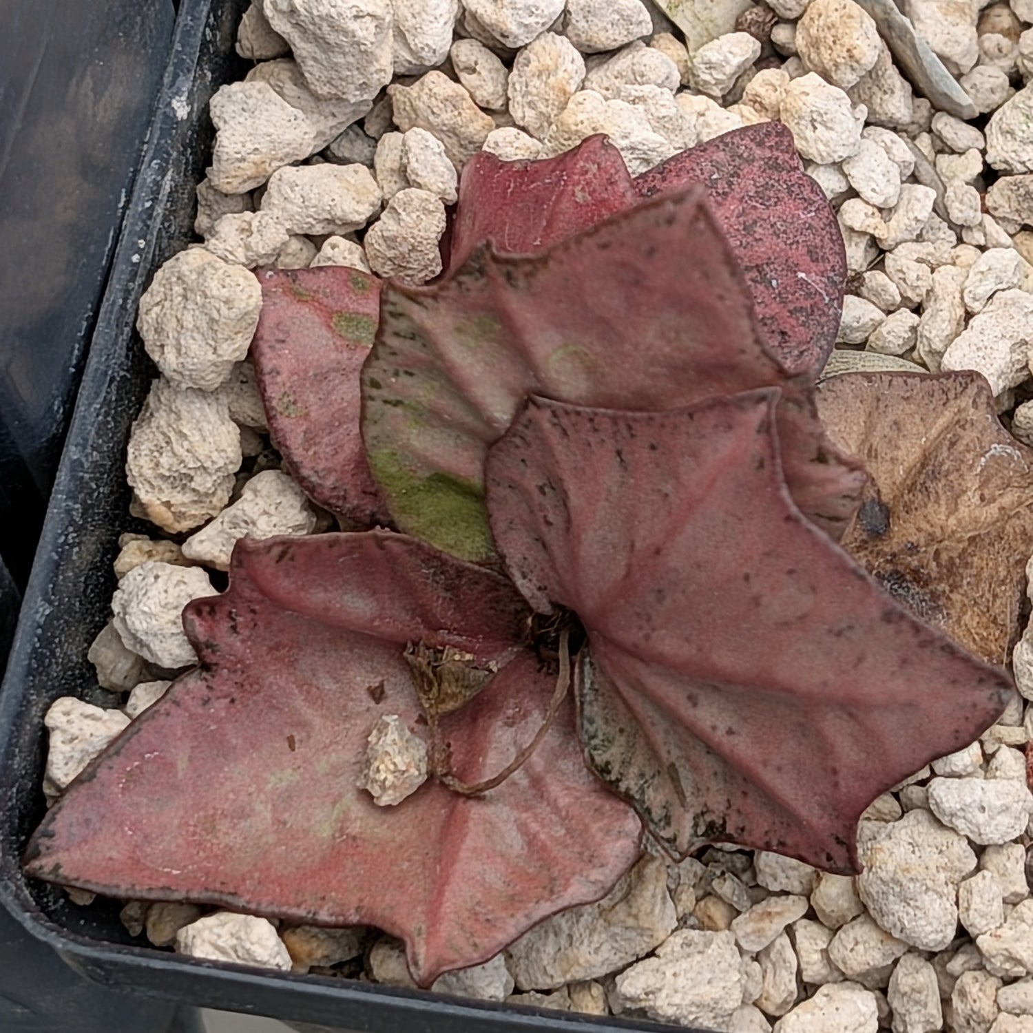 Euphorbia francoisii #9