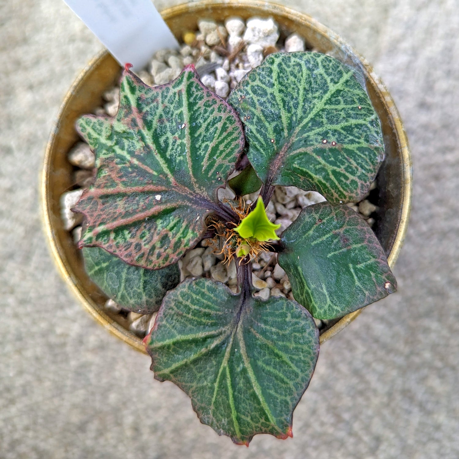 Euphorbia francoisii #9 SOLD OUT