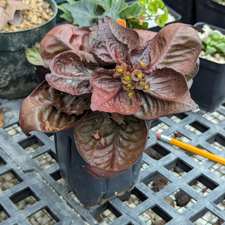Euphorbia francoisii #9