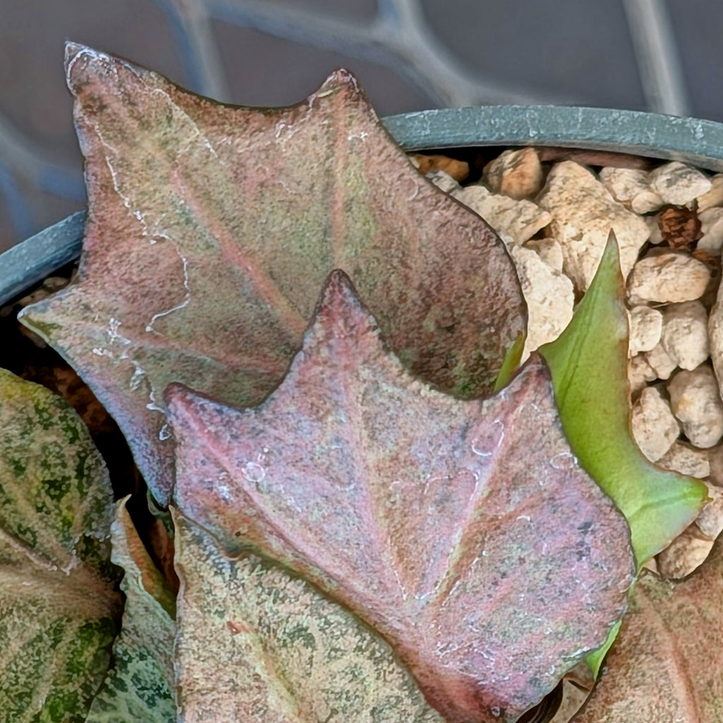 Euphorbia francoisii #9