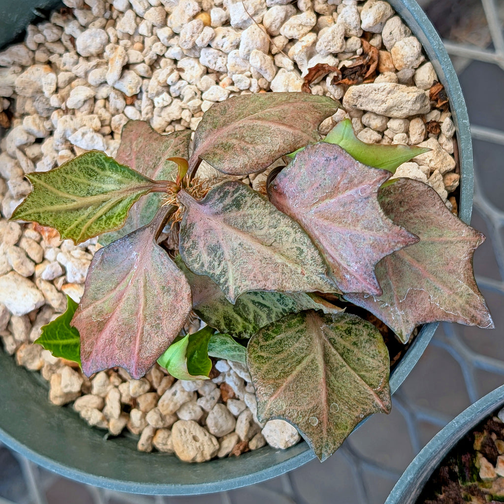 Euphorbia francoisii #9