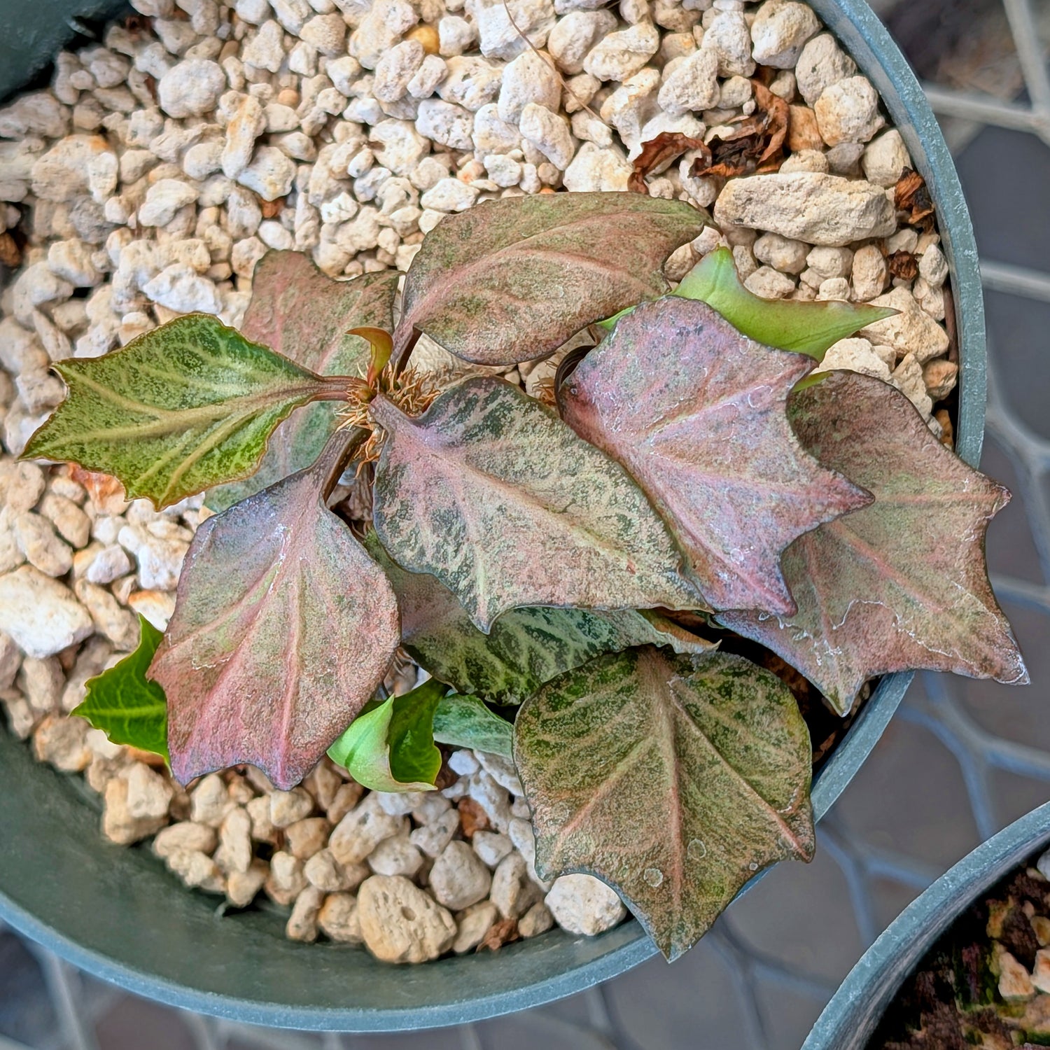 Euphorbia francoisii #9