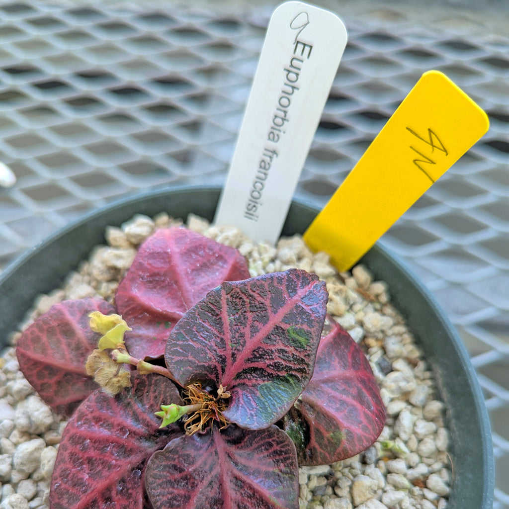Euphorbia francoisii #9 4N tetraploid